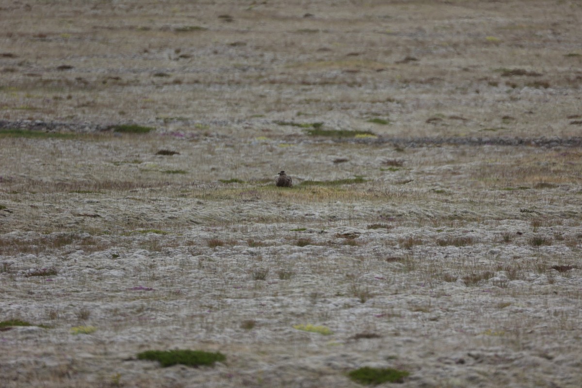 Great Skua - ML642714790