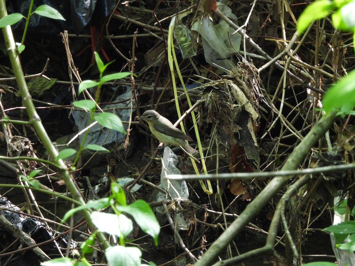 Philadelphia Vireo - ML642714799