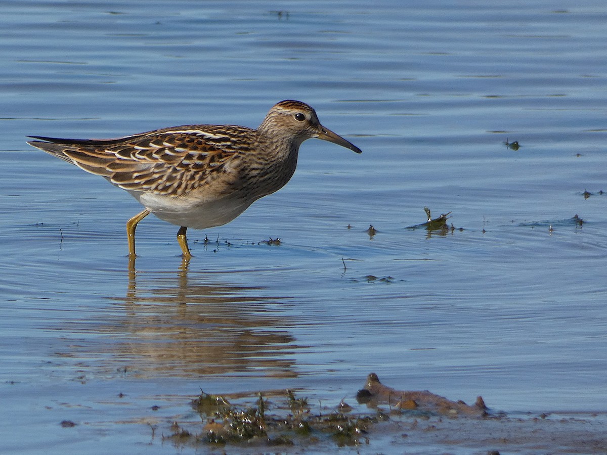 Pectoral Sandpiper - ML642714817