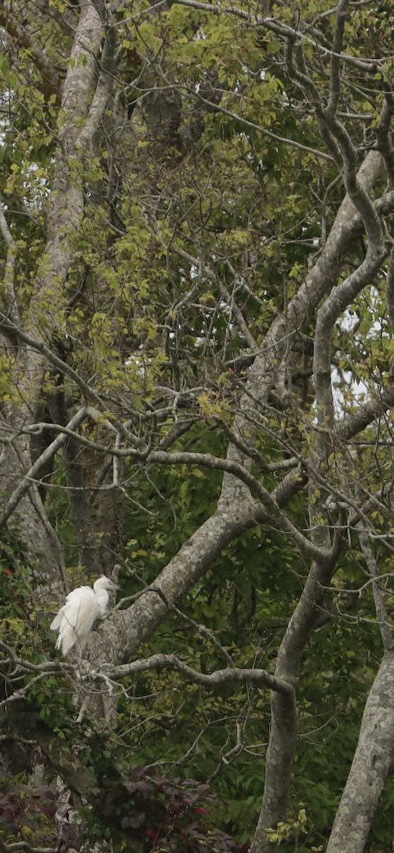 Little Blue Heron - ML642714823