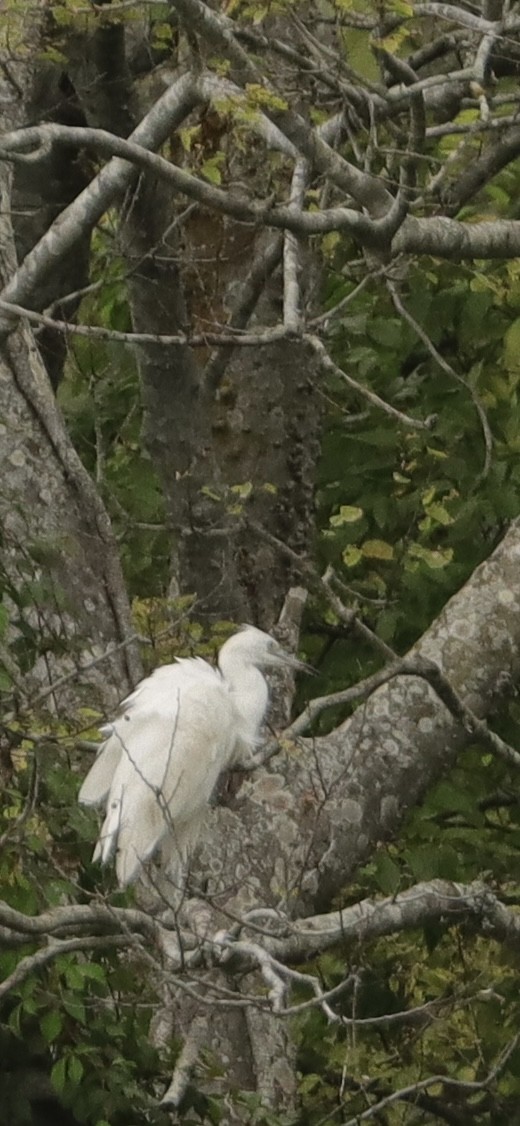 Little Blue Heron - ML642714824
