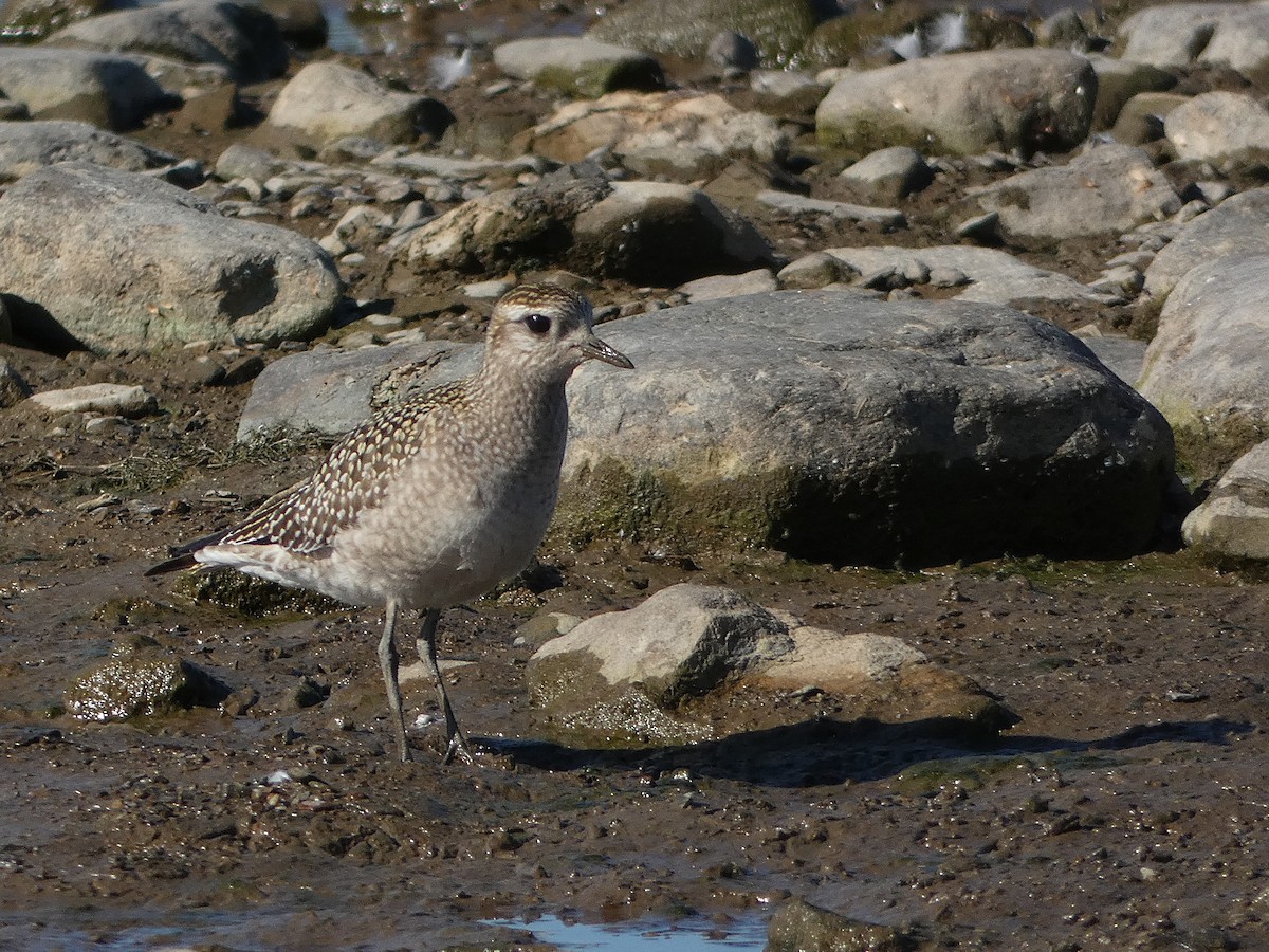American Golden-Plover - ML642714825