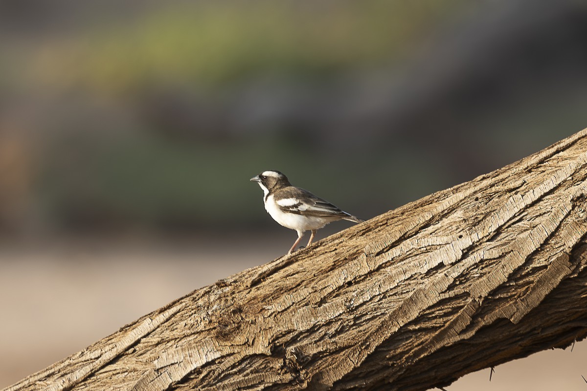 White-browed Sparrow-Weaver - ML642714832