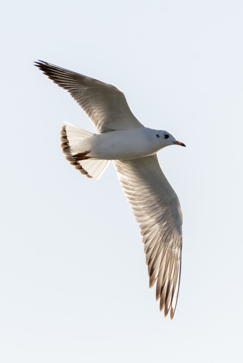 Black-headed Gull - ML642714843