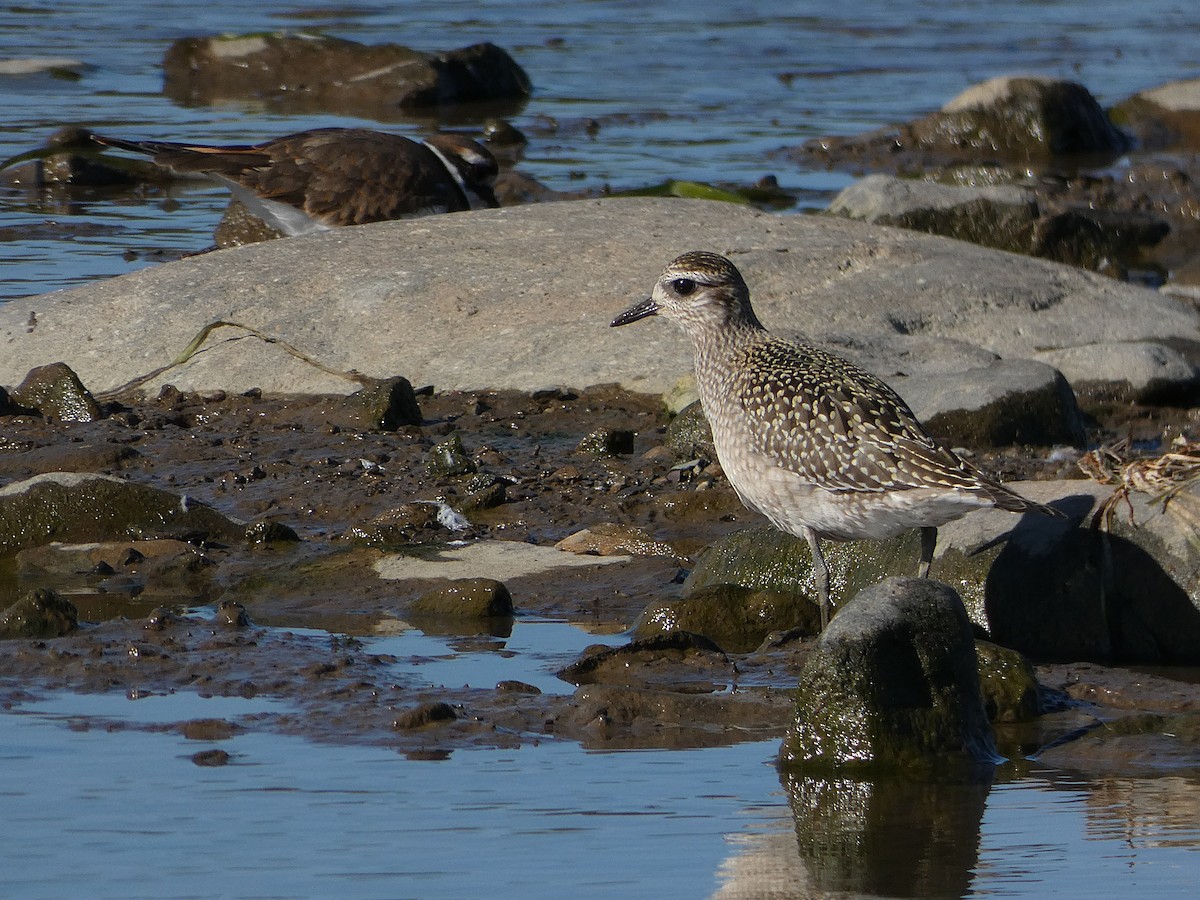 American Golden-Plover - ML642714849