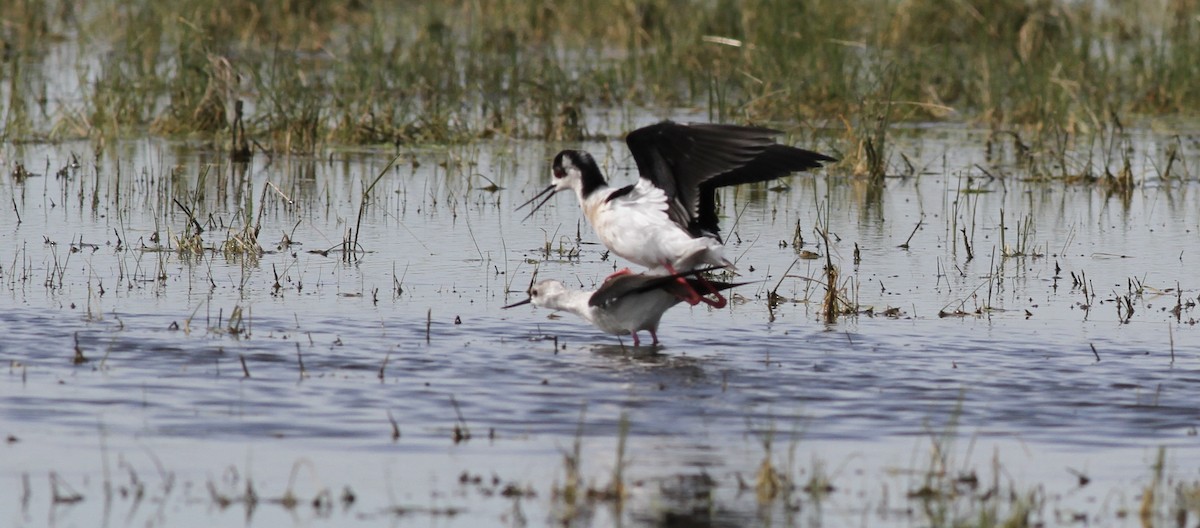 Black-winged Stilt - ML642714853