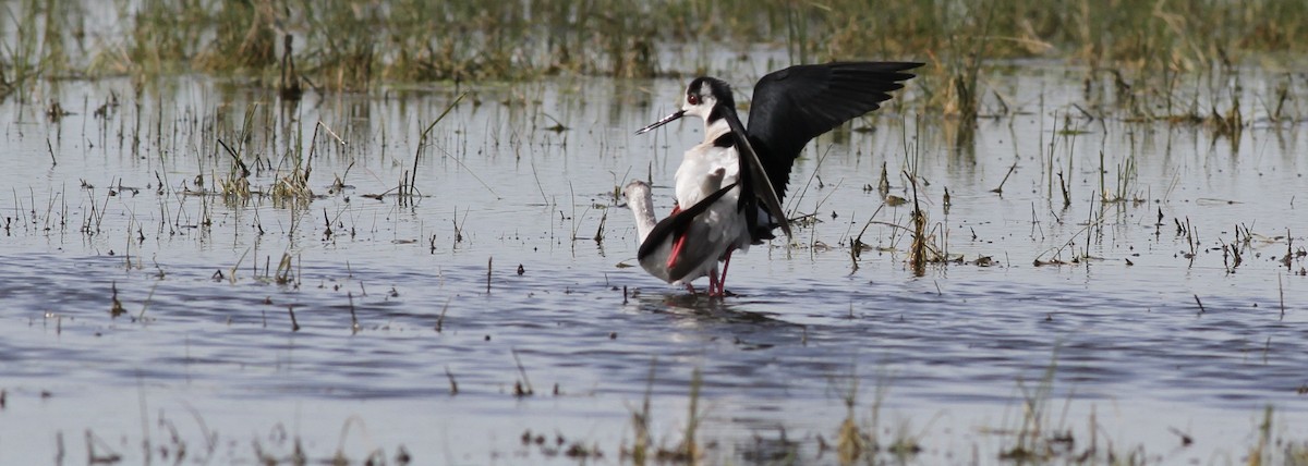Black-winged Stilt - ML642714854