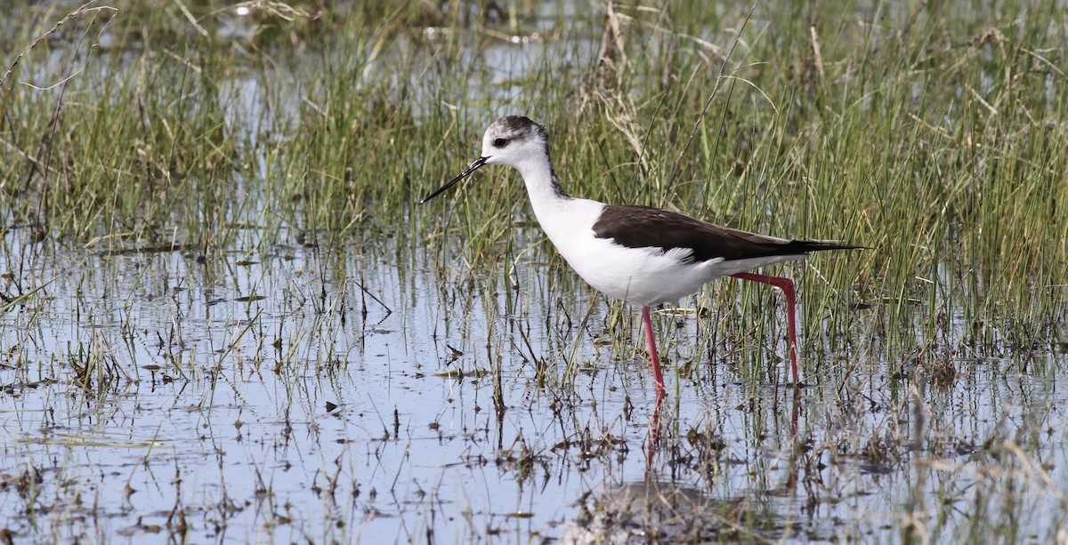 Black-winged Stilt - ML642714858