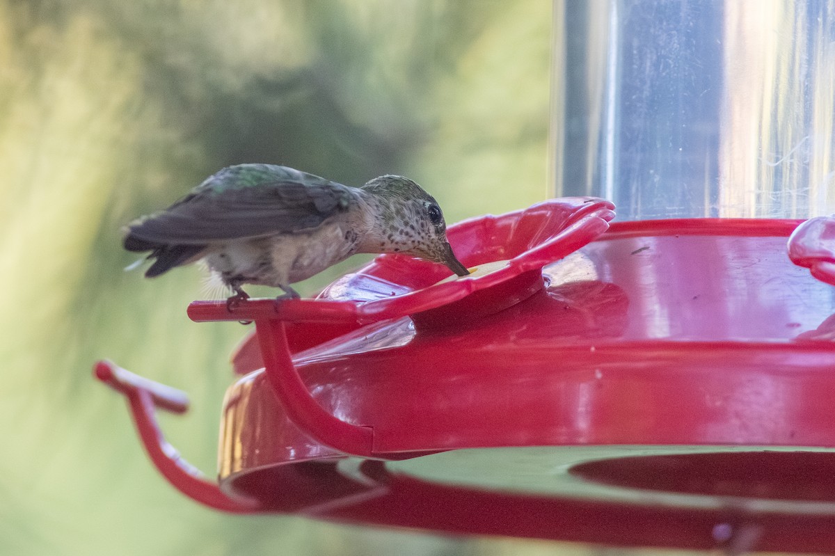 Calliope Hummingbird - ML642714859