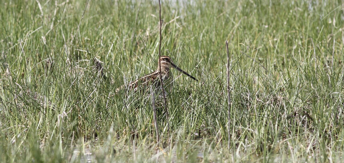 Common Snipe - ML642714866
