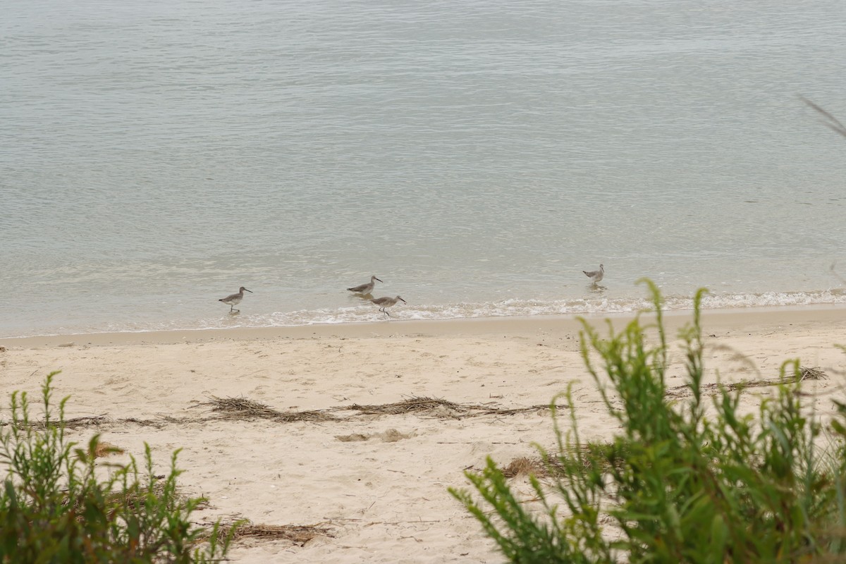 Willet - Annette Sheets