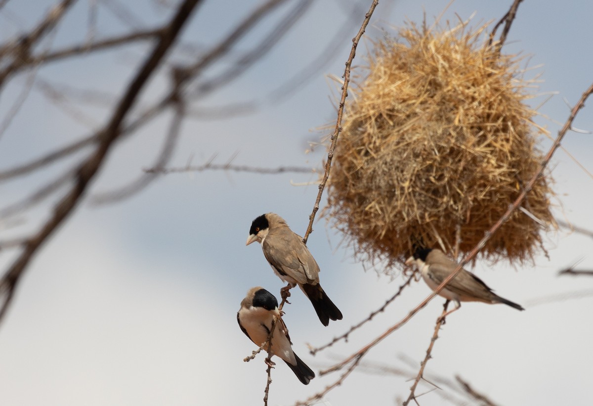 Tejedor Social de Cabanis - ML642714891