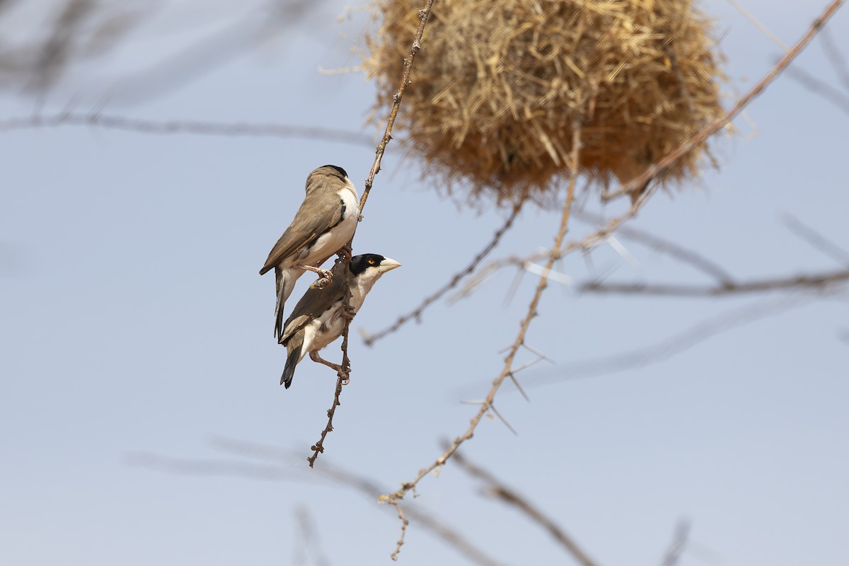 Tejedor Social de Cabanis - ML642714892