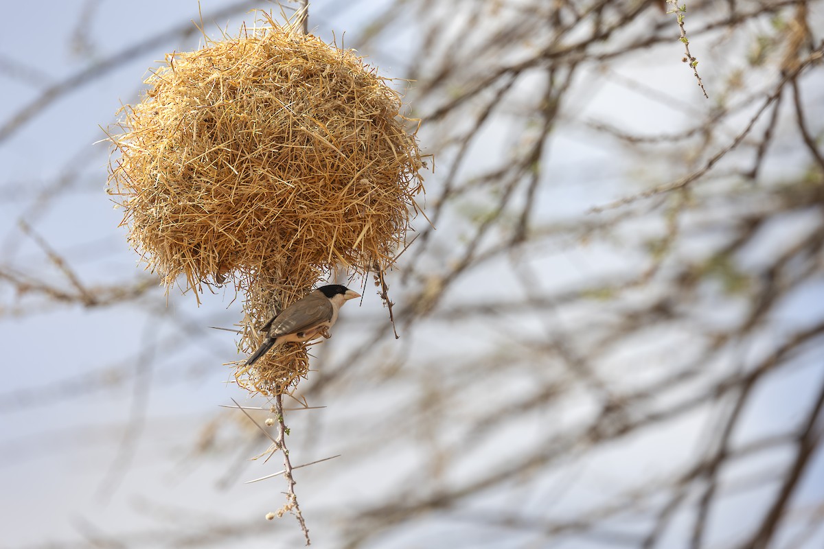 Tejedor Social de Cabanis - ML642714893