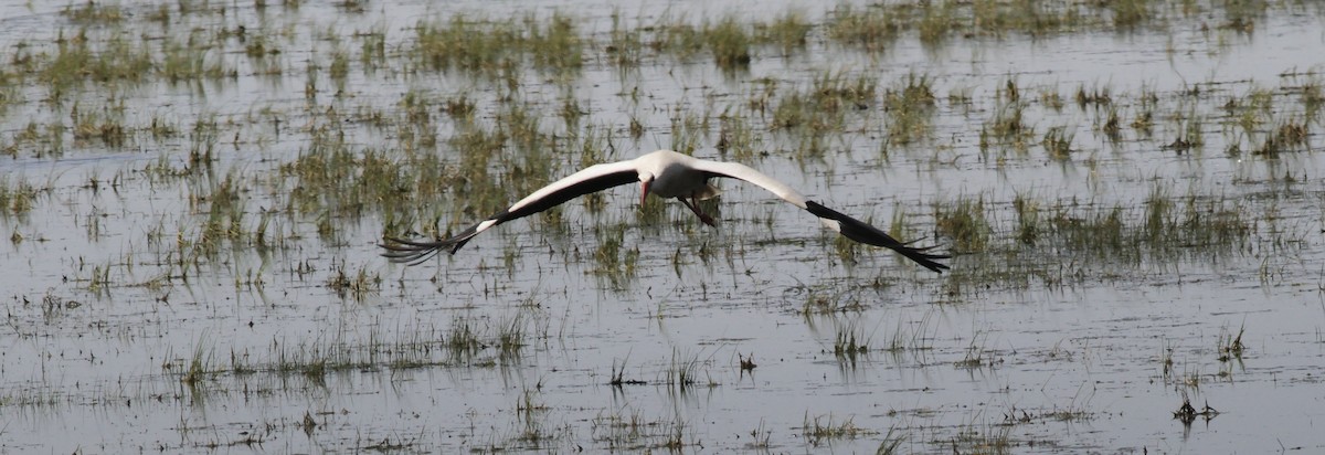 White Stork - ML642714897