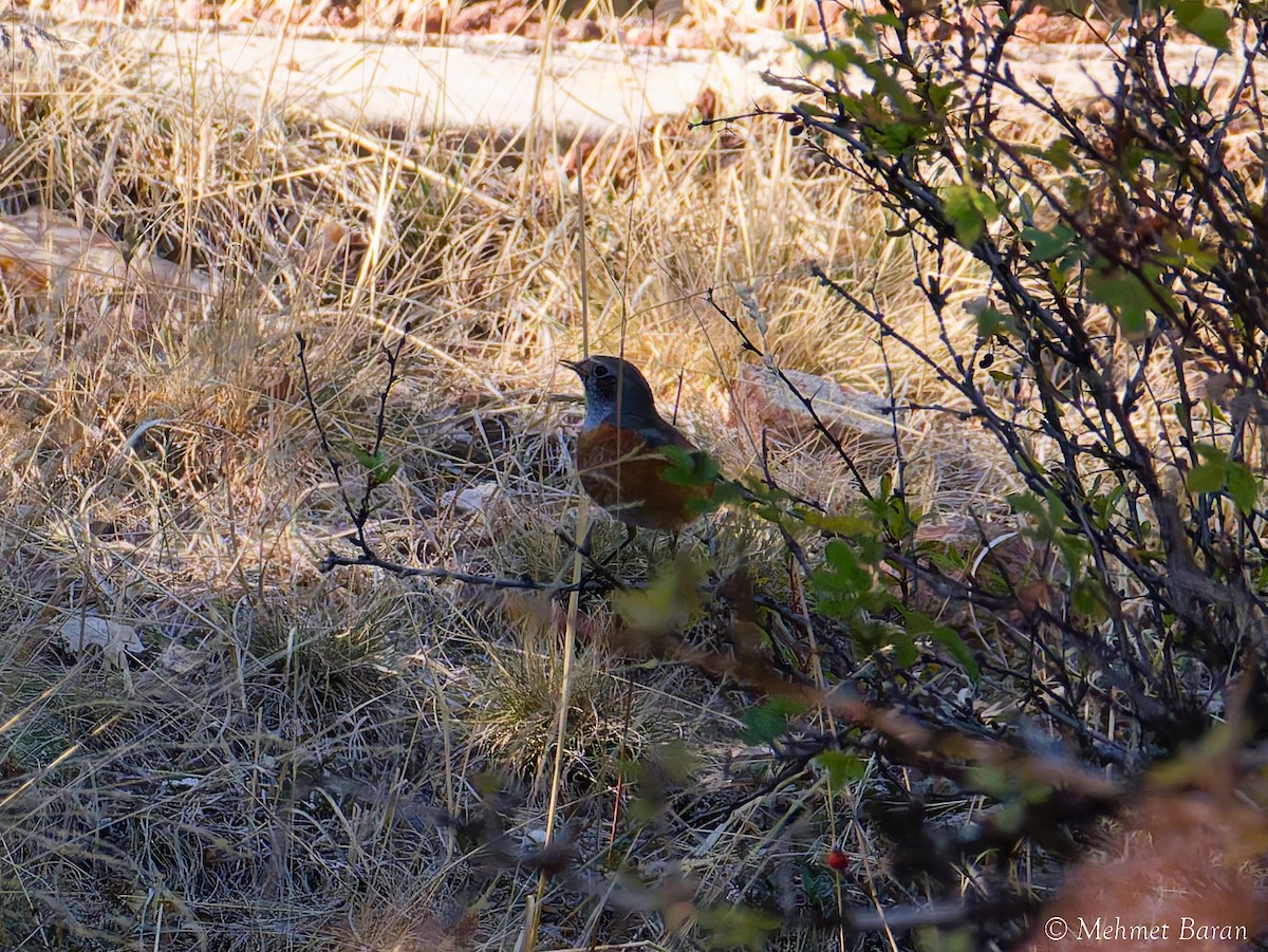 Rufous-tailed Rock-Thrush - ML642714898