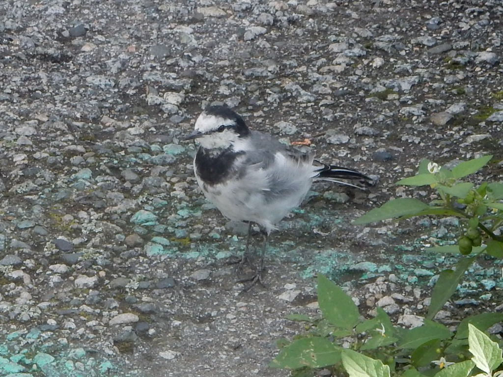 白鶺鴒 - ML642714901