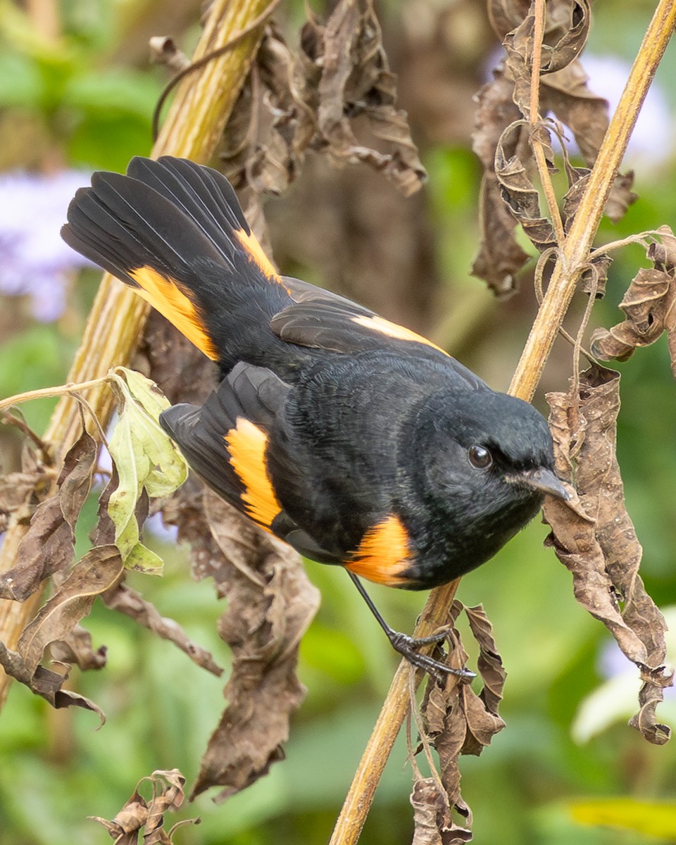 American Redstart - ML642714904