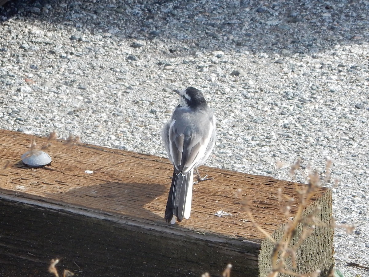 白鶺鴒 - ML642714906