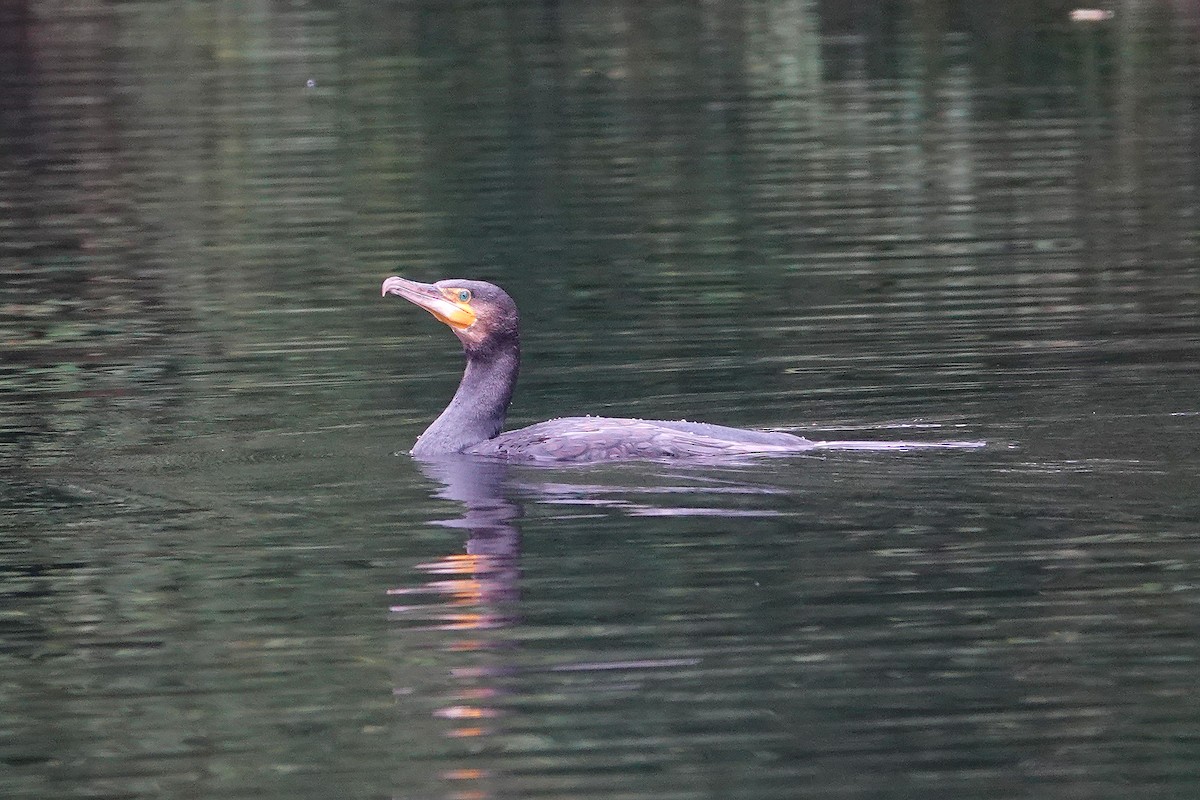 kormorán velký - ML642714983
