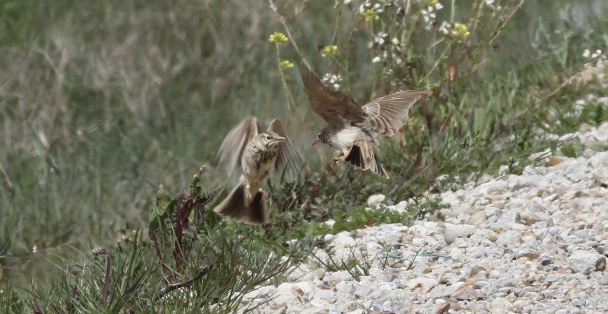 Crested Lark - ML642714993