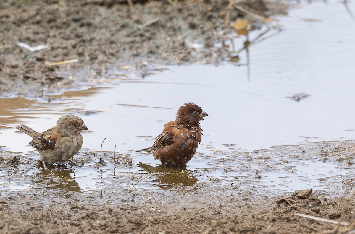 Chestnut Sparrow - ML642714994