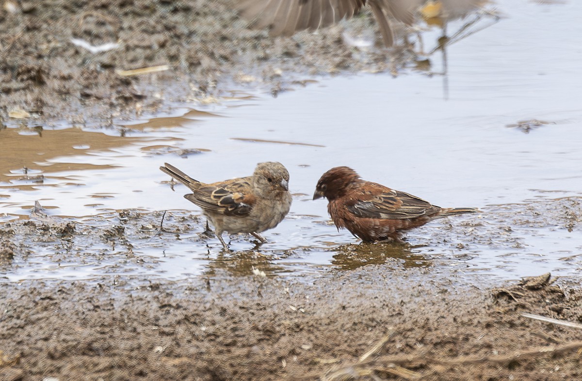 Chestnut Sparrow - ML642714996