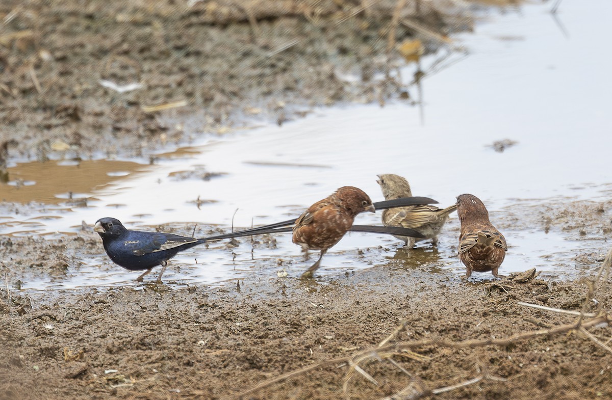 Chestnut Sparrow - ML642714997