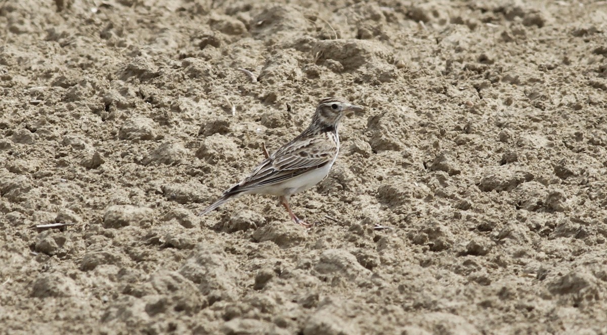 Eurasian Skylark - ML642715014