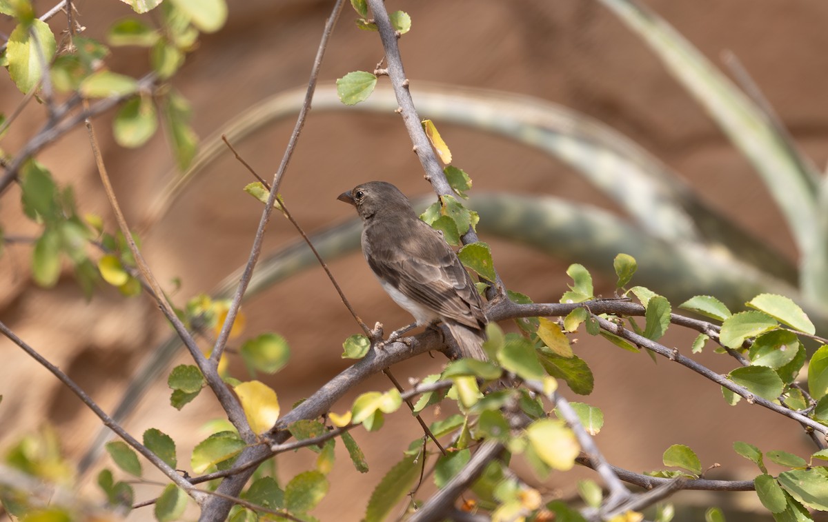Yellow-spotted Bush Sparrow - ML642715026