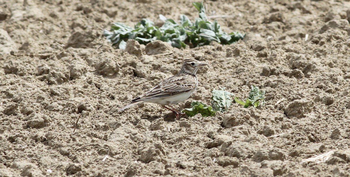 Eurasian Skylark - ML642715027