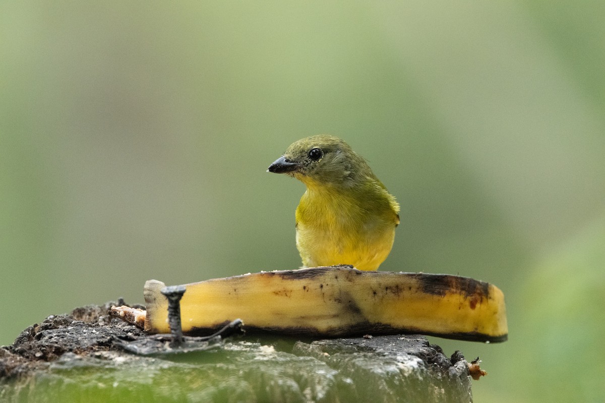 Thick-billed Euphonia - ML642715037