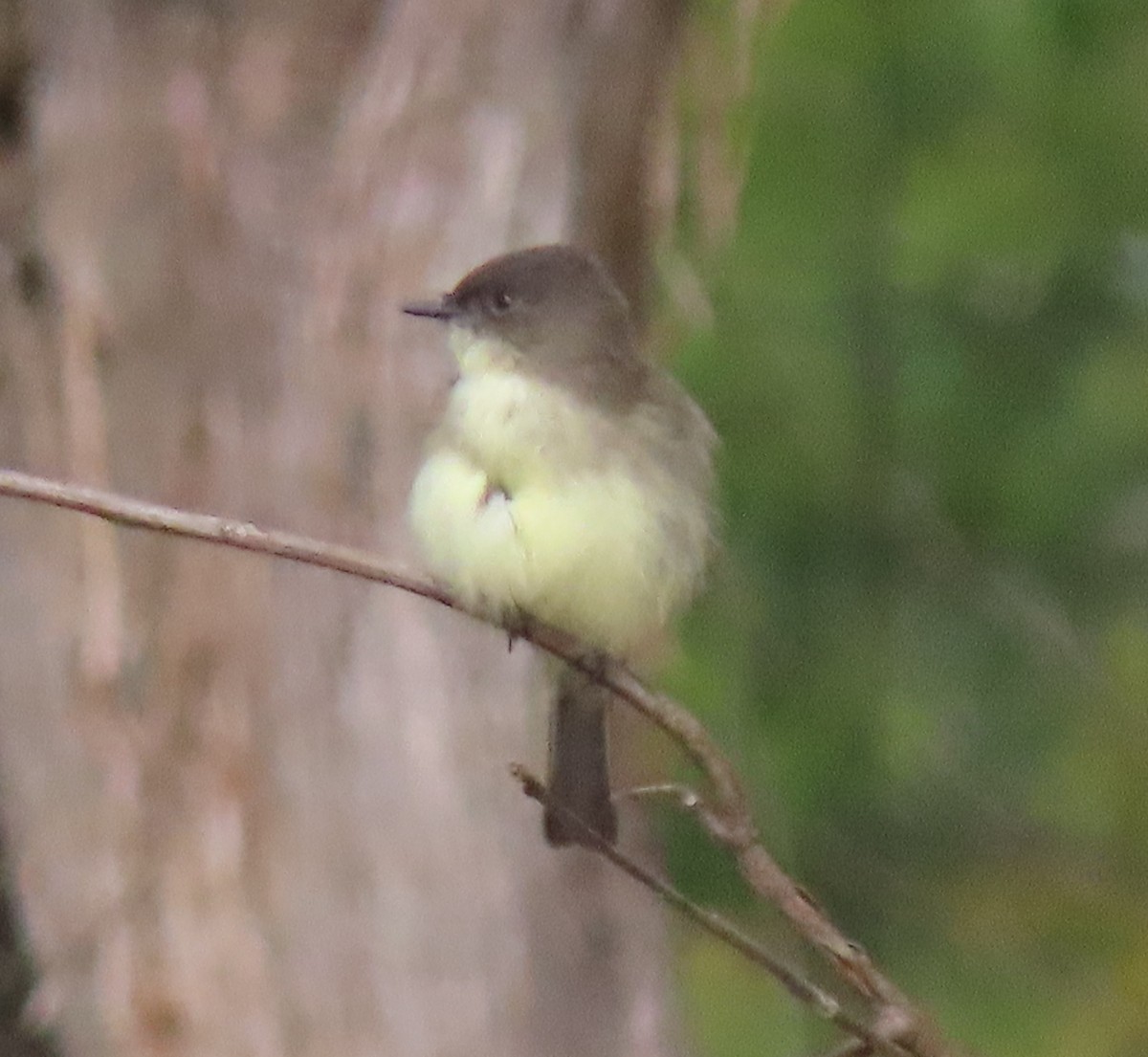 Eastern Phoebe - ML642715066