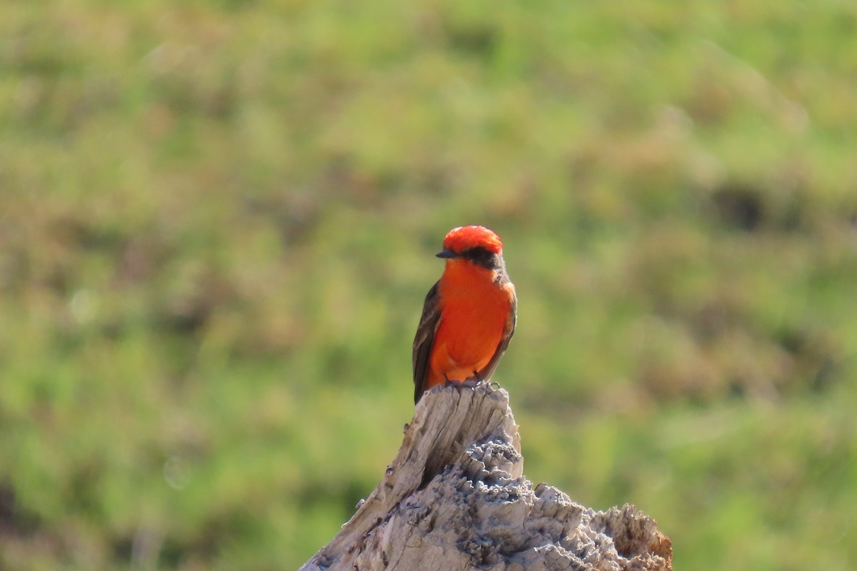 Vermilion Flycatcher - ML642715068
