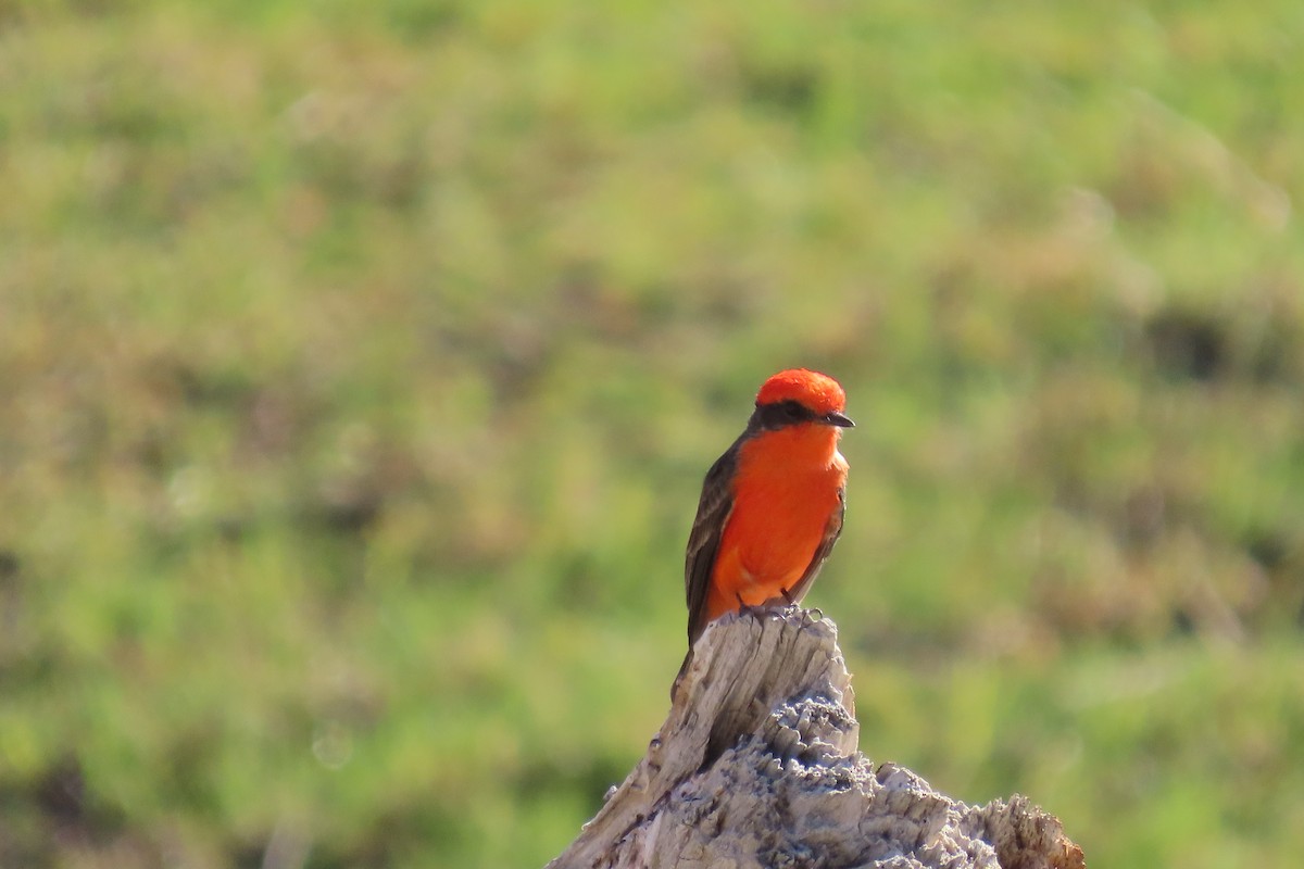 Vermilion Flycatcher - ML642715069