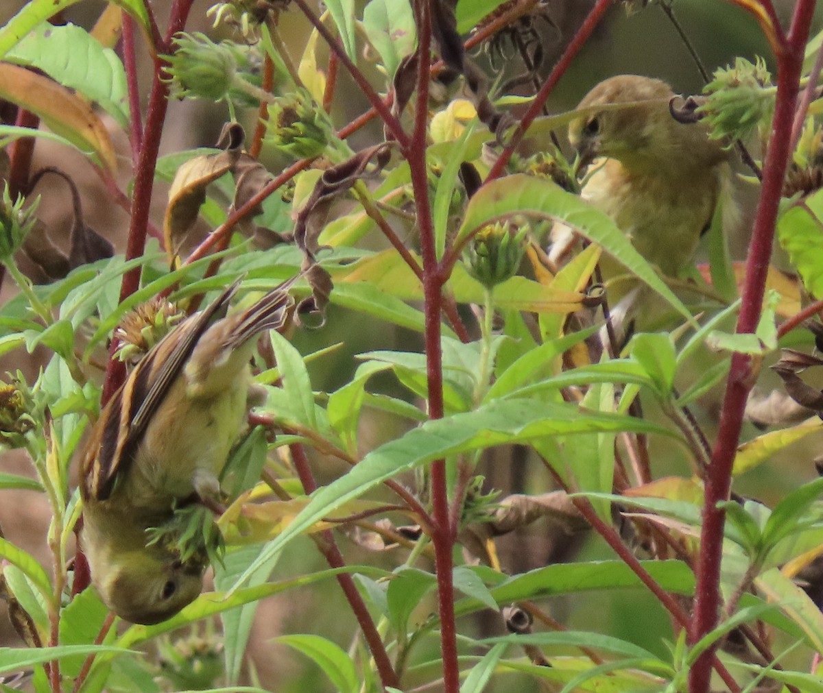 American Goldfinch - ML642715086