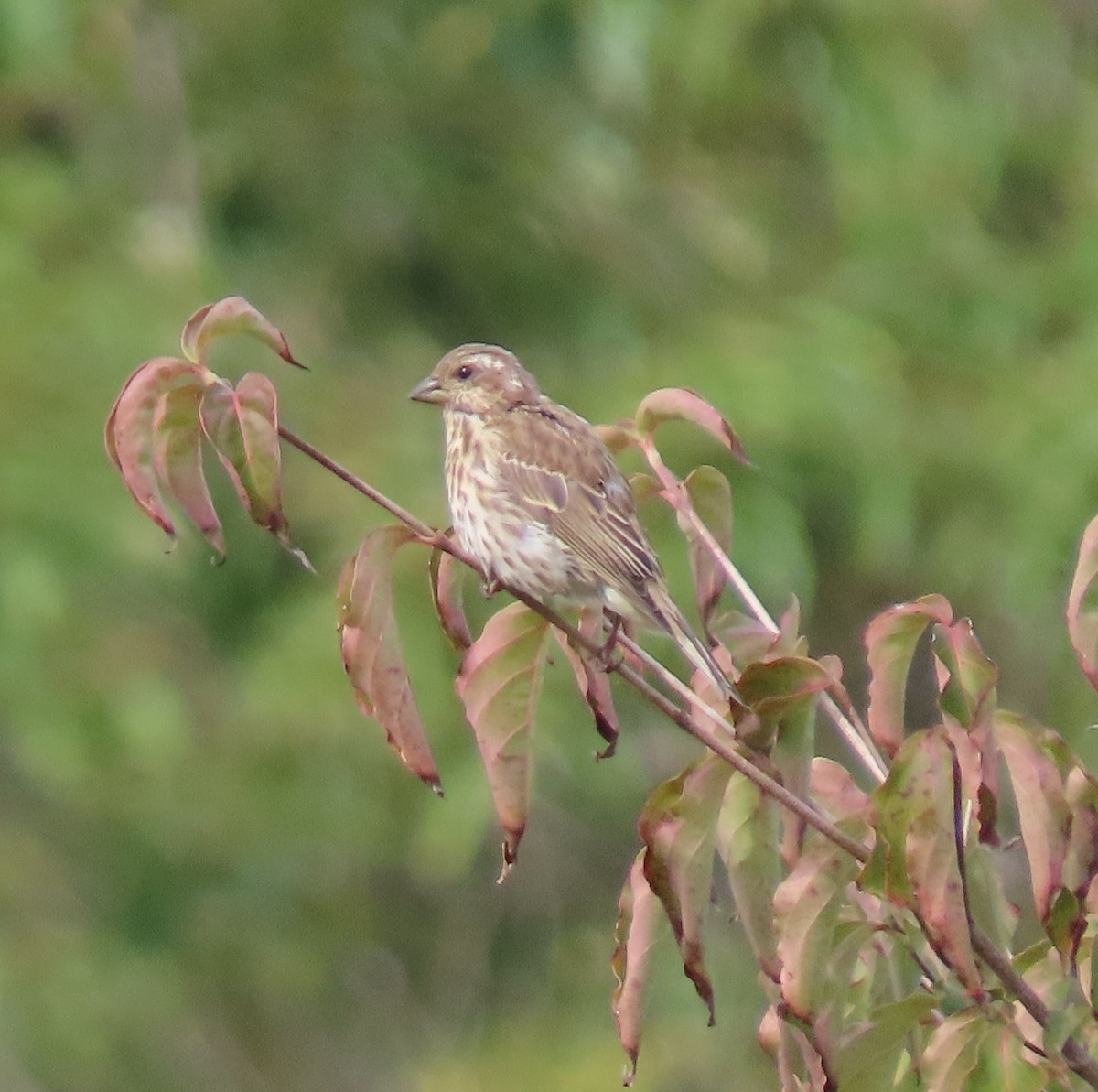 Purple Finch - ML642715097