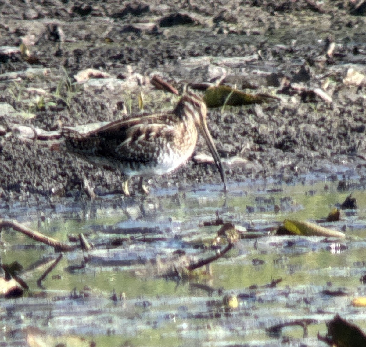 Wilson's Snipe - ML642715103