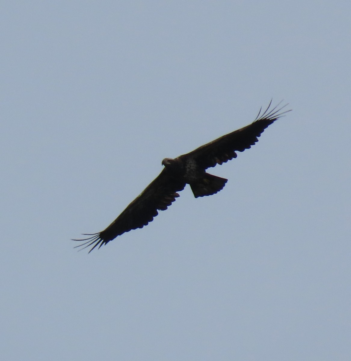 Bald Eagle - ML642715104