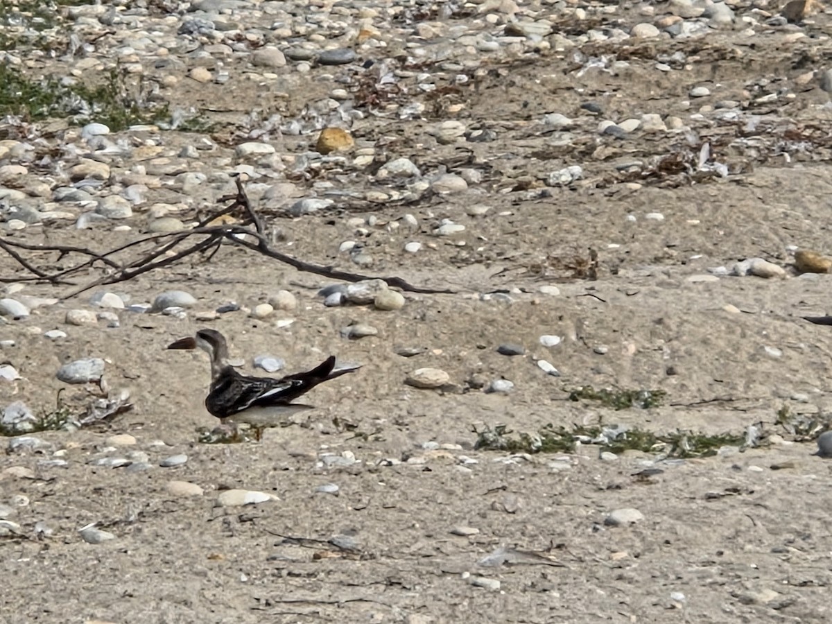 Black Skimmer - ML642715106