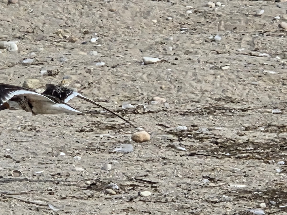 Black Skimmer - ML642715115
