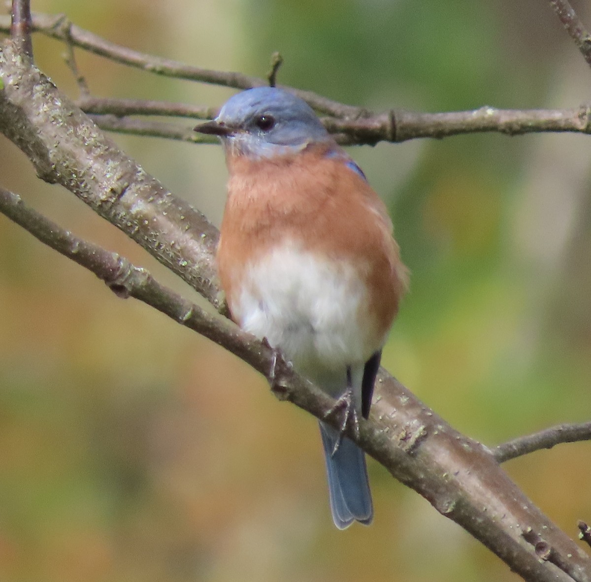 Eastern Bluebird - ML642715116