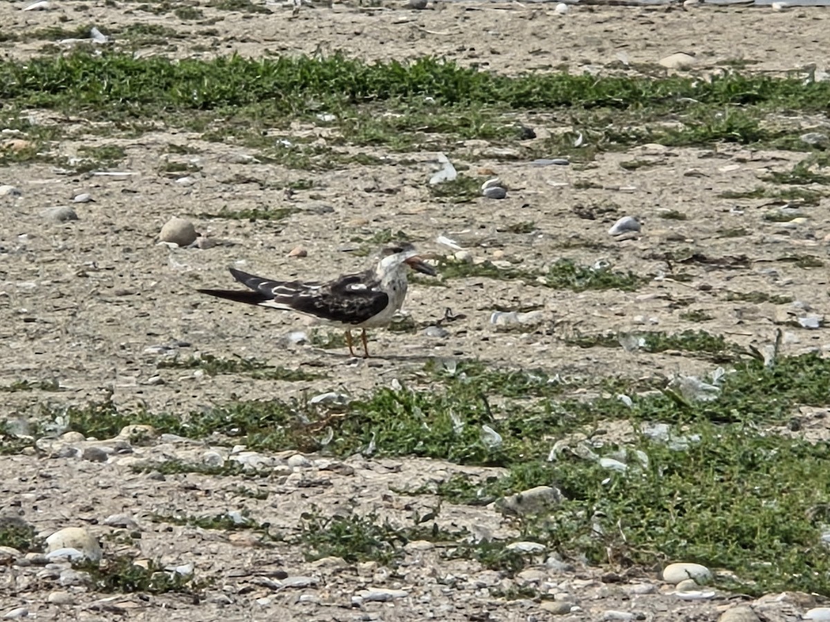 Black Skimmer - ML642715120
