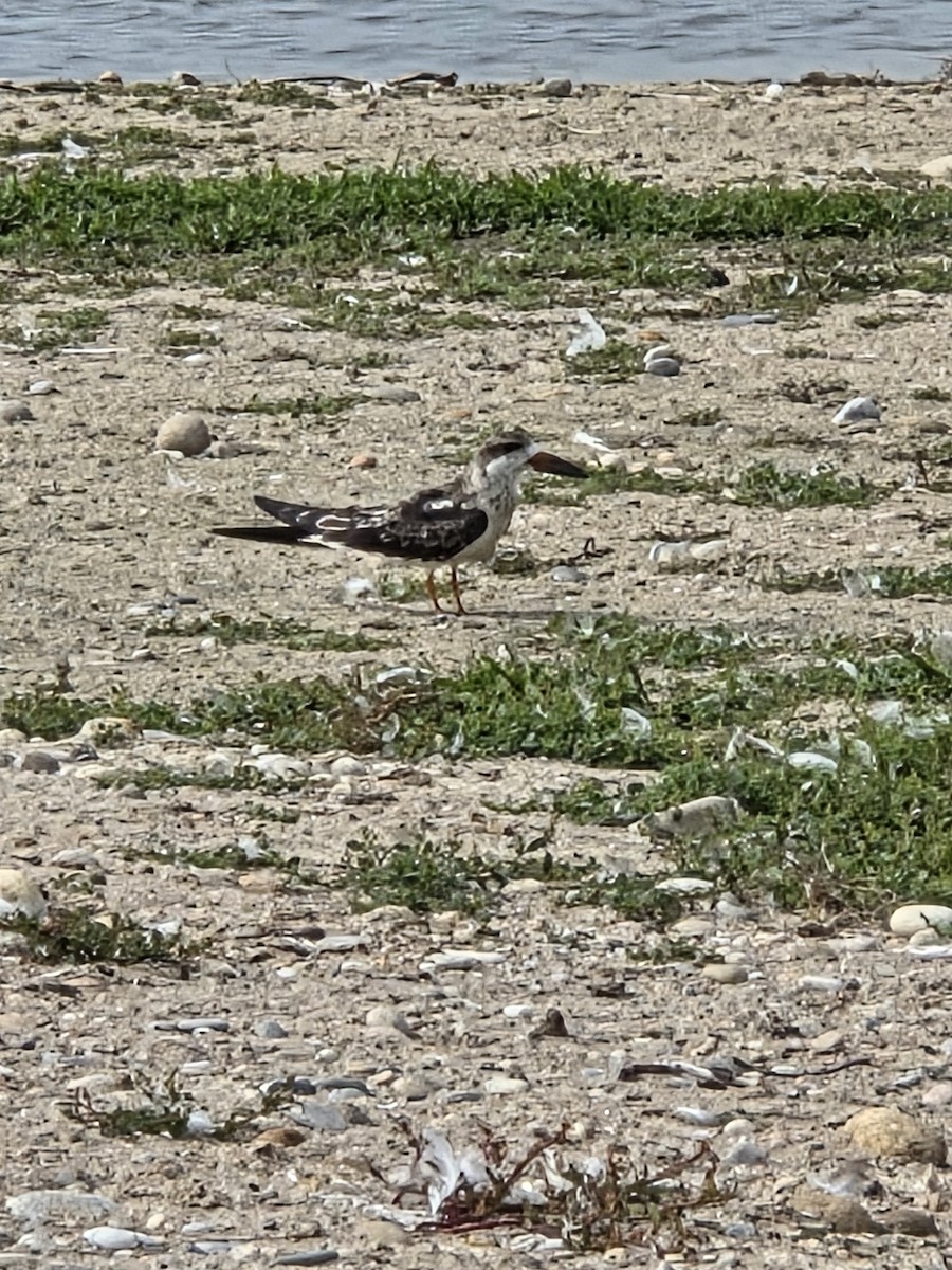 Black Skimmer - ML642715122