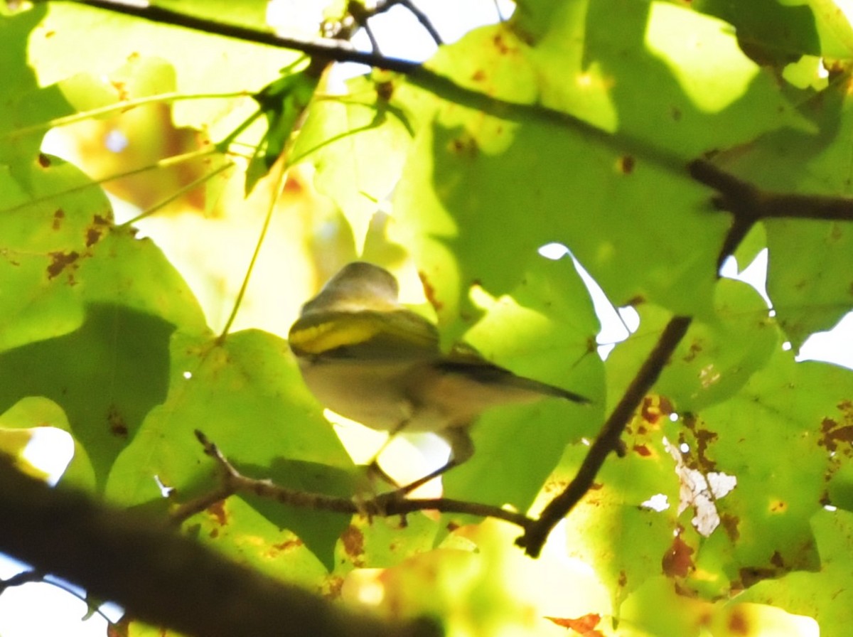 Golden-winged Warbler - ML642715123