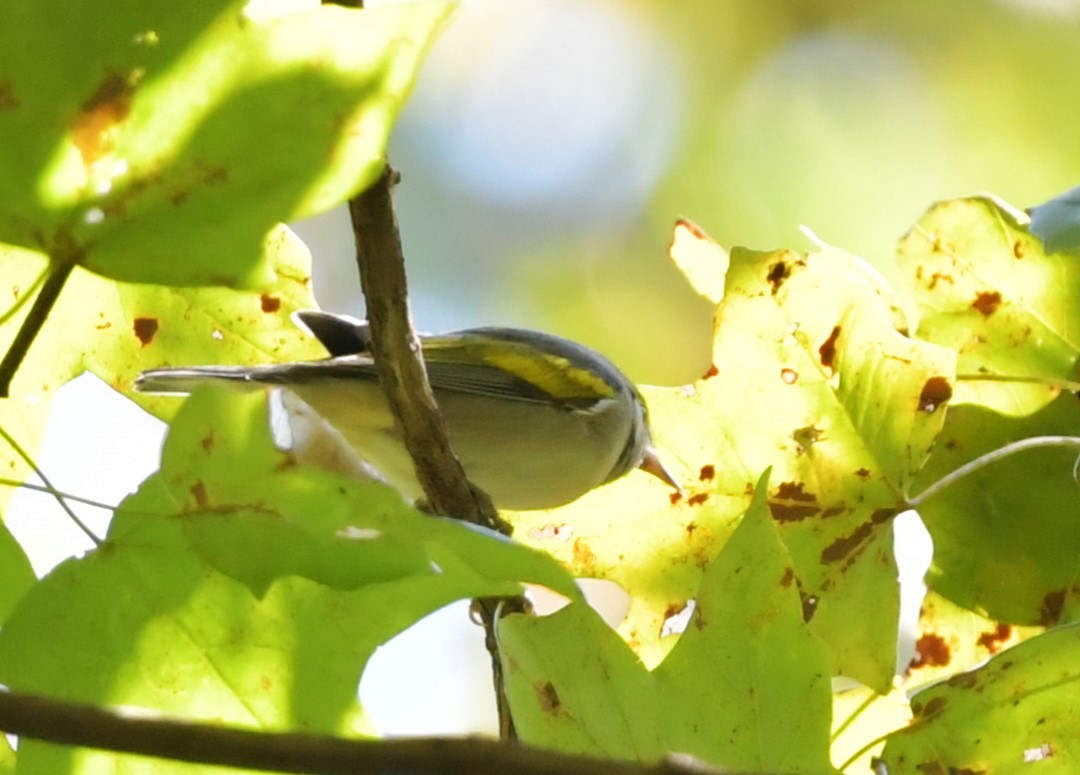 Golden-winged Warbler - ML642715124