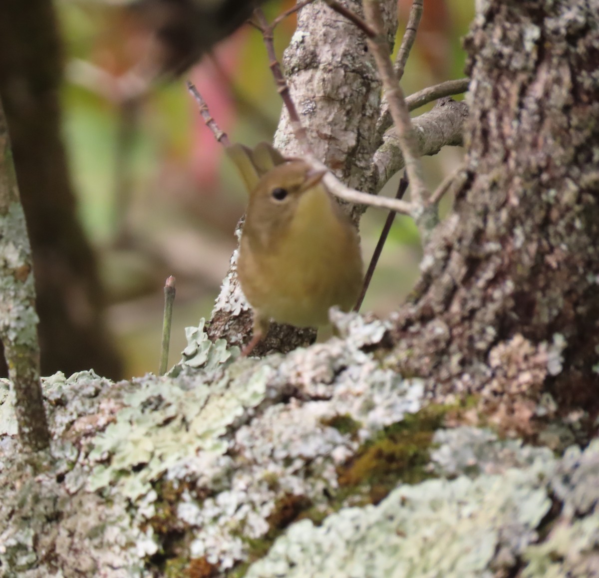 Common Yellowthroat - ML642715129