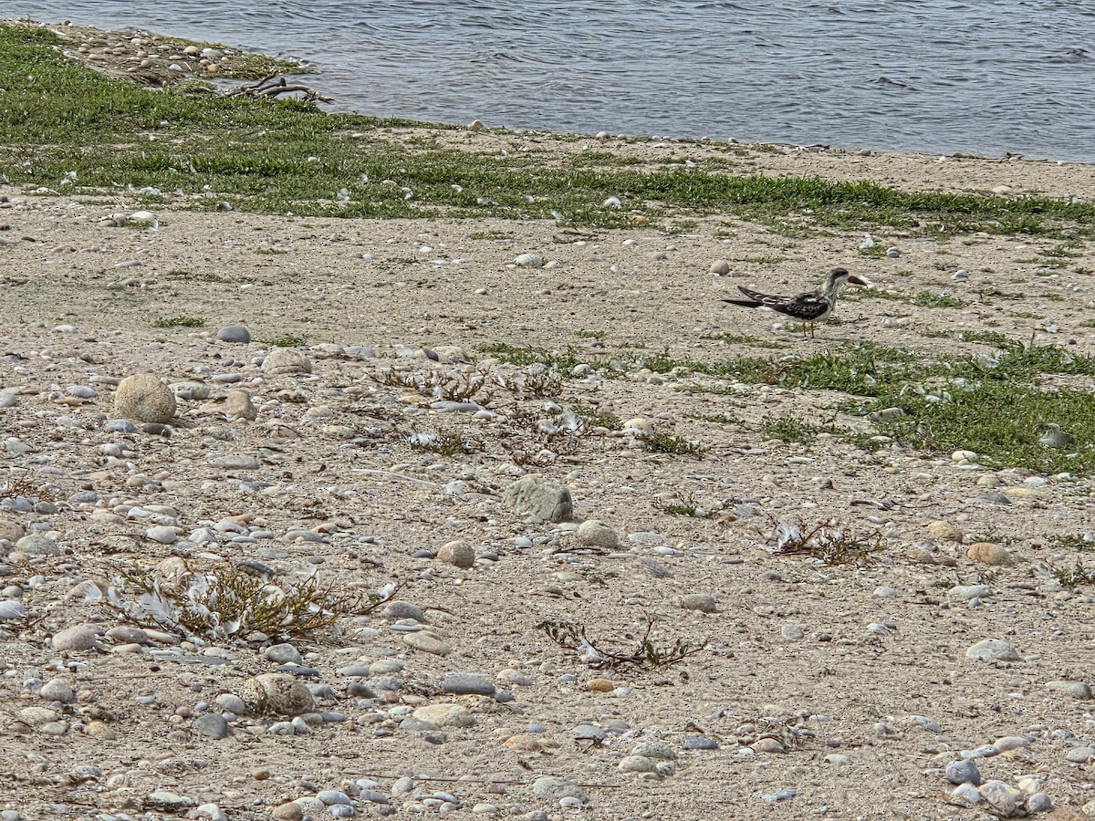 Black Skimmer - ML642715132