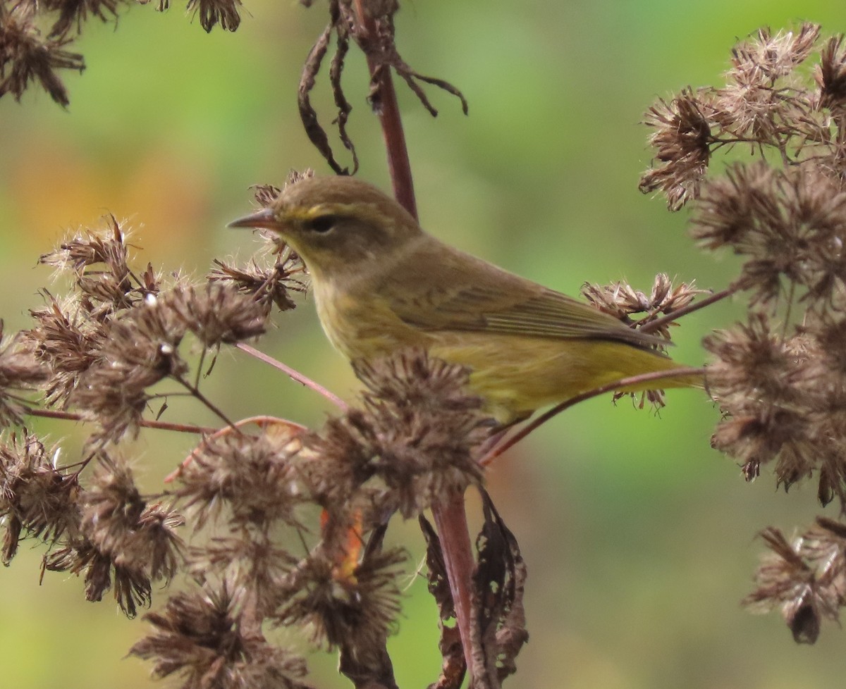 Palm Warbler - ML642715138