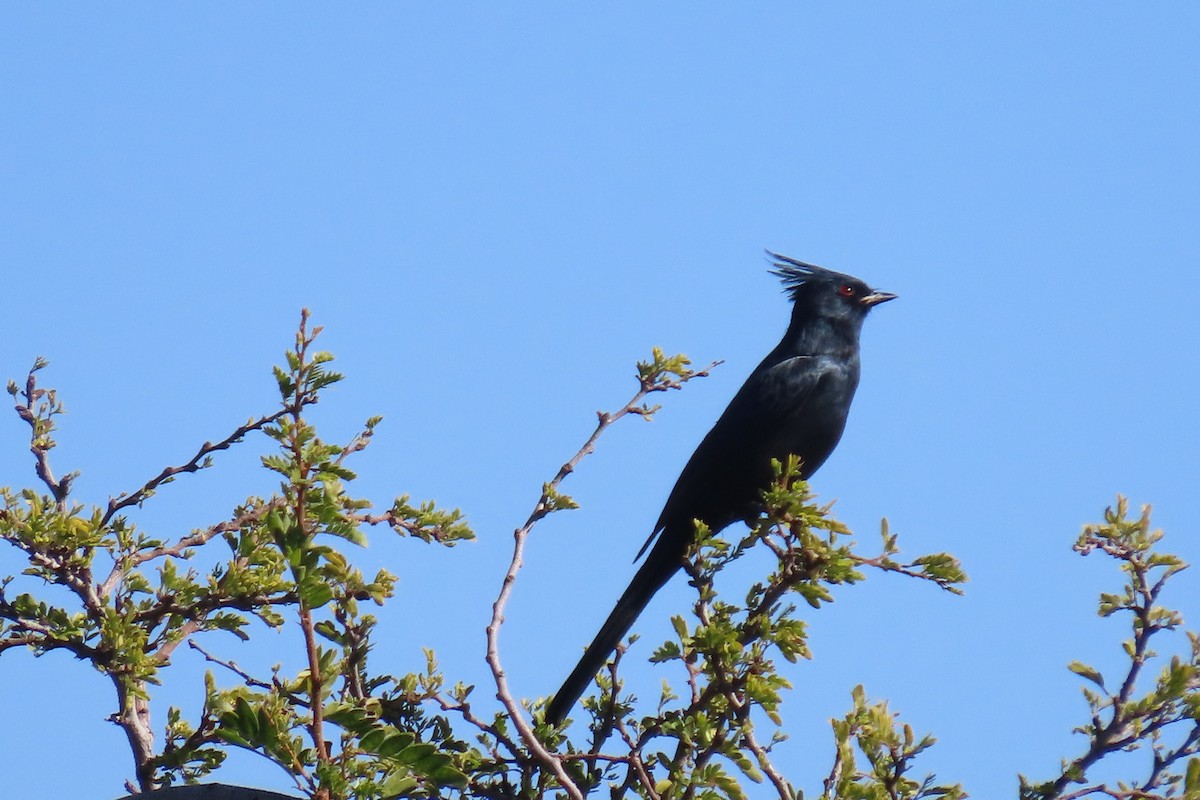 Phainopepla - ML642715142